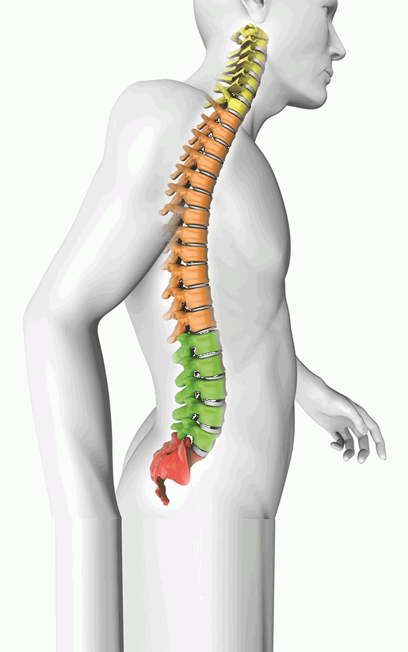 STRÖDTER Rücken Hebehilfe